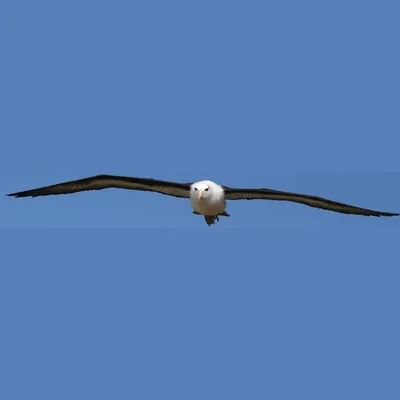 Albatross Audio Radio