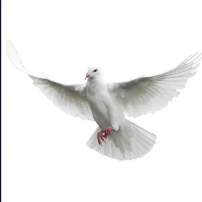 Vida en Cristo